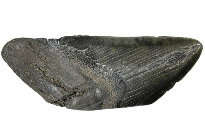 Giant, Fossil Megalodon Tooth Paper Weight #130857